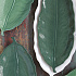 Салатник фарфоровый TROPICAL LEAVES GREEN, размер: 30х13 см в подарочной упаковке